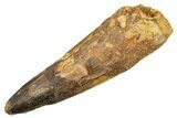 Fossil Spinosaurus Tooth - Real Dinosaur Tooth #345910-1